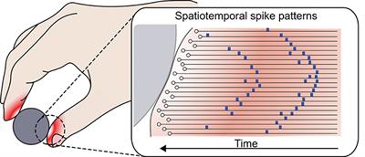 Discrimination of Dynamic Tactile Contact by Temporally Precise Event Sensing in Spiking Neuromorphic Networks